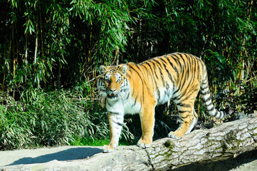Fototapeta premium Tigre 2