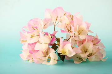 Bougainvilleas flowers