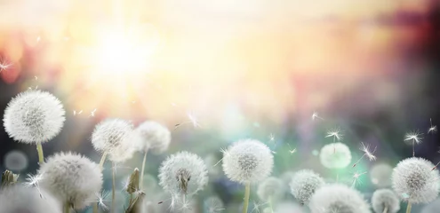 Wall murals Spring field of dandelion in sunset - bokeh and allergy
