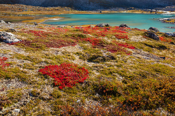 autumn highland plants in Norway Gamle Strynefjellsvegen