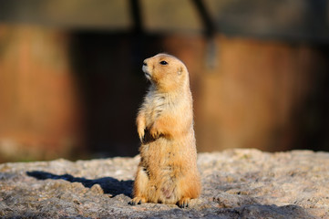 Cane della prateria 3