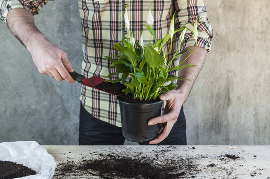 Man Holding A Calla Plant In A Flower Pot