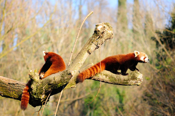 coppia di panda rosso
