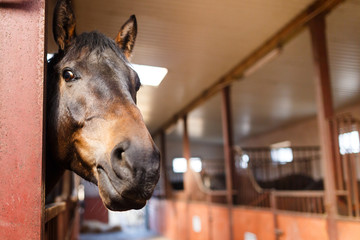 Horse in a stable