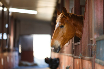 Horse in a stable