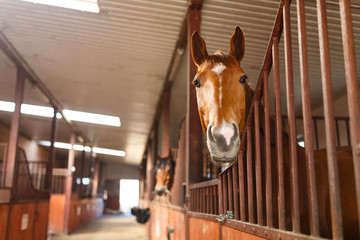 Horse in a stable