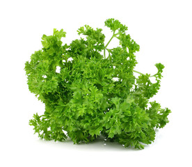 green leaves of parsley isolated on white background