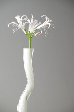 nerine in wei&szlig;er vase vor grauem hintergrund