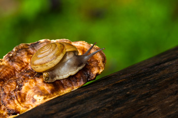 snail on the mushroom