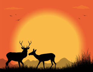 coppia di cervi al tramonto
