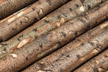 Holzstämme im Sägewerk