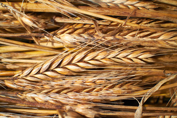 wheat background