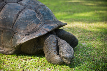 Fototapeta premium Aldabran seychelles giant tortoise