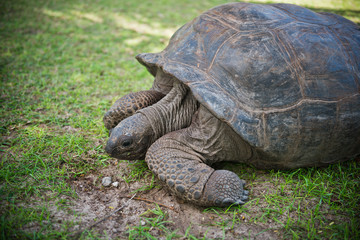 Fototapeta premium Aldabran seychelles giant tortoise