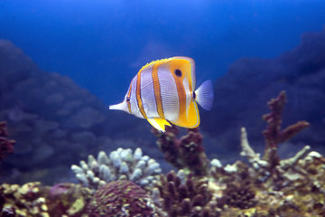 Рыба-бабочка пинцет хелмон