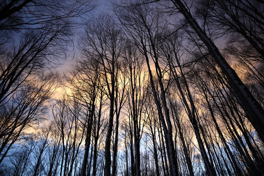 faggi al tramonto in inverno