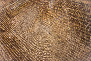 tree trunk - with annual rings