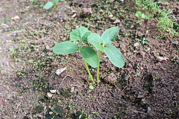 Cucumber seedlings on the gardenbad
