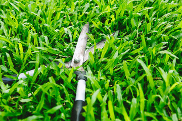 Scissors to cut the grass on green grass