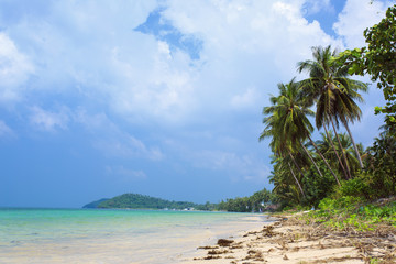 Palm tree with sunny day.