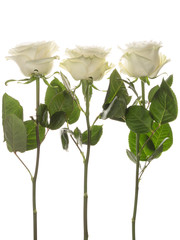 Obraz premium Three white roses
