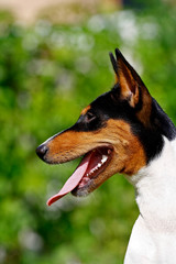 The Basenji dog