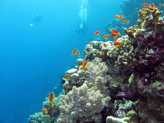 Fototapeta na wymiar coral reef with fishes anthias - underwater
