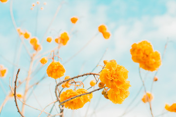 Obraz premium yellow flowers is blooming on the tree