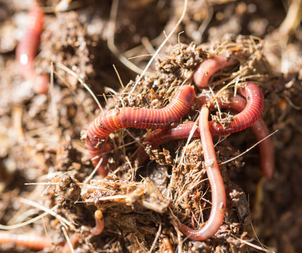 red worms in compost - bait for fishing