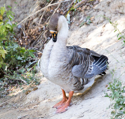 Goose on the farm