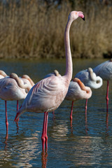 Flamant rose