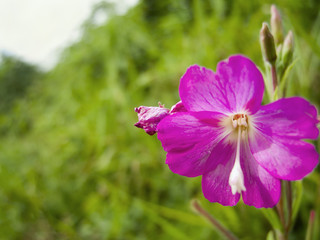 Epilobium hirsutum_near