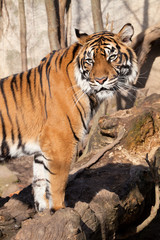 Fototapeta na wymiar Sumatran tiger, Panthera tigris sumatrae
