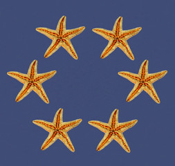 Fototapeta na wymiar sea stars on blue background