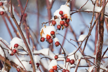 wild rose in the snow on the nature