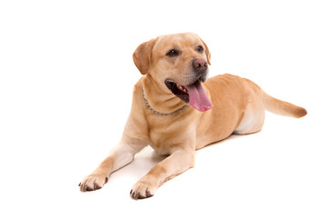Labrador