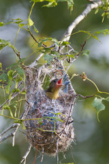 Baltimore Oriole nestling