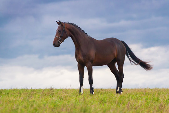Beautiful bay horse standing in green field against blue sky
