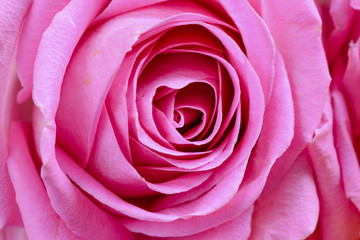 Pink rose flower on background