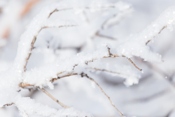 snow on the branches of a tree