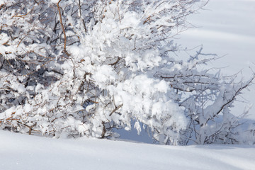 snow on the branches of a tree