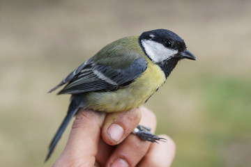 Great Tit, Parus major