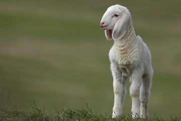 cute little lamb © vinx83