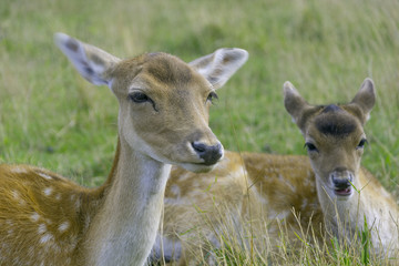 Roe deer