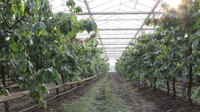 Row of trees in garden centre