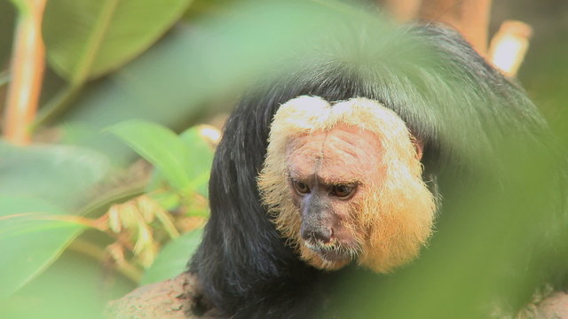 Pale-faced Saki monkeys. Males are black with white faces