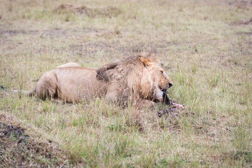 Lion in the SAvanna of Kenya