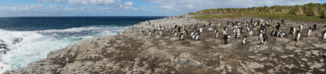 Colony of Rockhopper Penguins (Eudyptes chrysocome)
