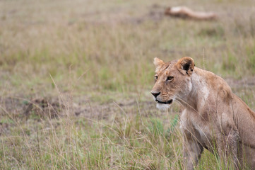 Lion in the savanna of Africa