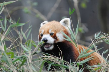Naklejka premium Roter Panda in Darjeeling, Indien